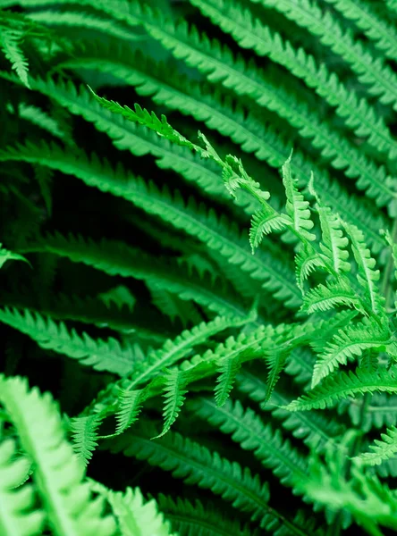 Tropické Zelené Listy Kapradiny Přírodní Zázemí Zblízka Selektivní Zaměření — Stock fotografie
