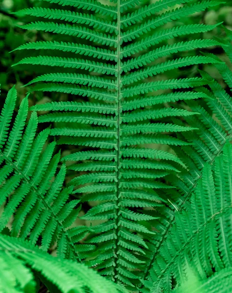 Tropické Zelené Listy Kapradiny Přírodní Zázemí Zblízka Selektivní Zaměření — Stock fotografie