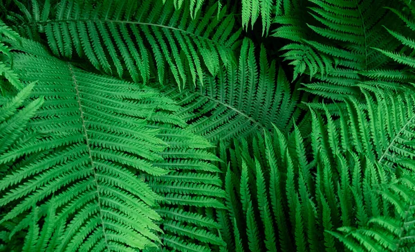 Tropical Green Leaves Fern Nature Background Close Selective Focus — Stock Photo, Image