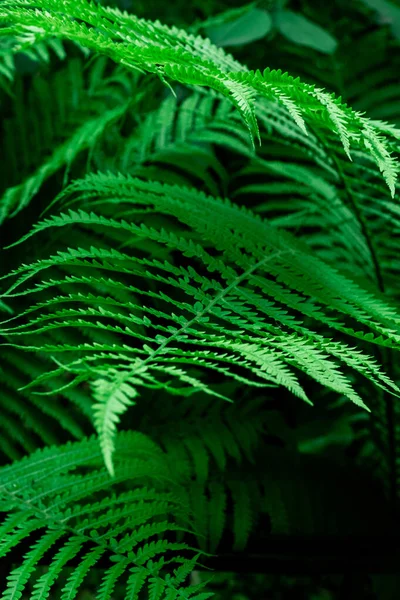 Тропические Зеленые Листья Папоротника Природа Фон Крупным Планом Избирательный Фокус — стоковое фото
