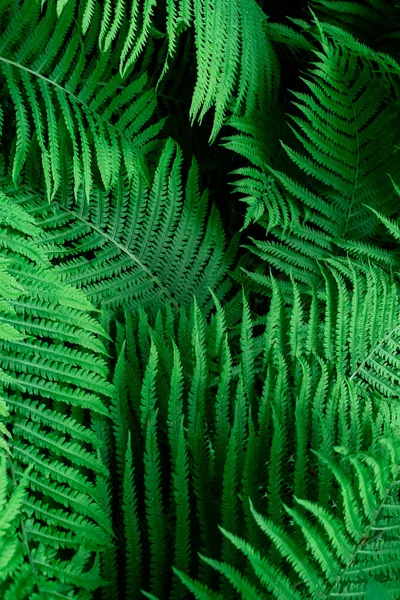 Tropical Green Leaves Fern Nature Background Close Selective Focus — стокове фото