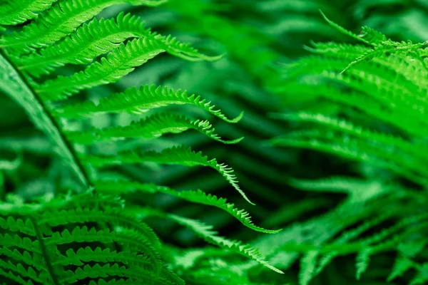 Tropical Green Leaves Fern Nature Background Close Selective Focus — Stock Photo, Image