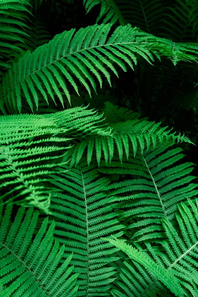 Тропические Зеленые Листья Папоротника Природа Фон Крупным Планом Избирательный Фокус — стоковое фото