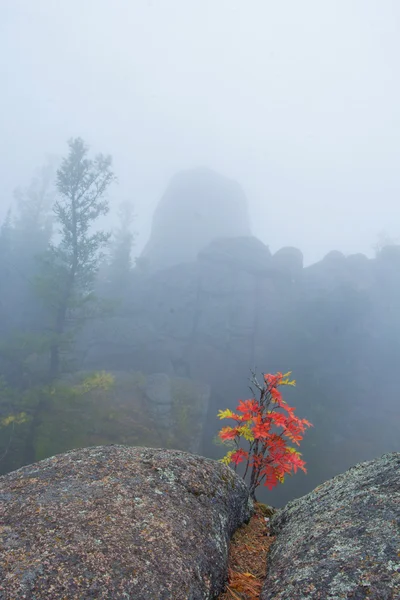 Güzel Sibirya manzara. Kaya kenarında. Panorama