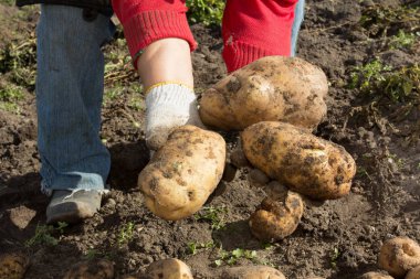 Kadın patates kazıyor. Patates çok iyi hasat.