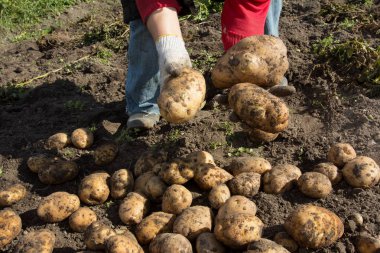 Kadın patates kazıyor. Patates çok iyi hasat.