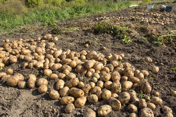 Kadın patates kazıyor. Patates çok iyi hasat.