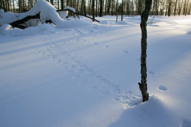 Güzel kış orman. Merry Christmas ve yeni yıl. Sibirya doğası. 
