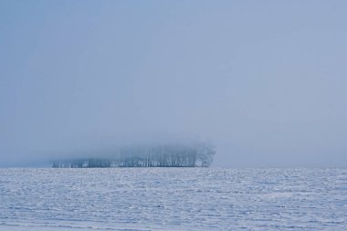 Güzel kış orman. Merry Christmas ve yeni yıl. Sibirya doğası. 