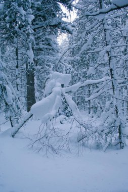 Güzel kış orman. Merry Christmas ve yeni yıl. Sibirya doğası. 