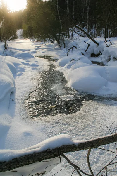 Belle forêt d'hiver. Joyeux Noël et Nouvel An. Nature de la Sibérie . — Photo