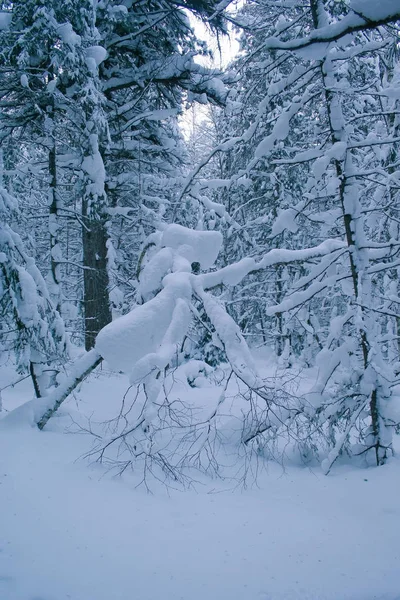 Güzel kış orman. Merry Christmas ve yeni yıl. Sibirya doğası. 