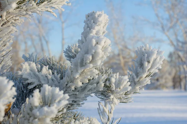 Light holiday of Christmas. Happy New Year. Beautiful, New Year tree. — Stock Photo, Image