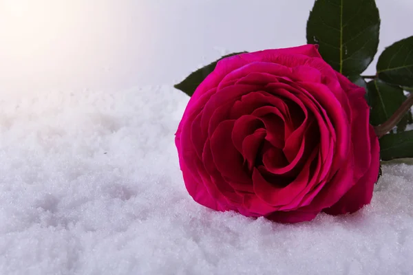 Seviyorum. St. Valentine's Day. Kar üzerinde güzel bir gül.