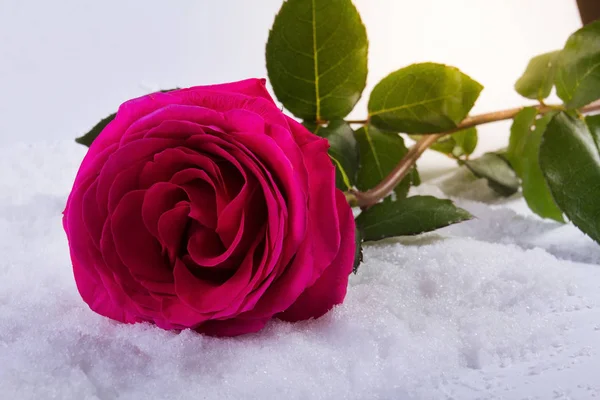 Seviyorum. St. Valentine's Day. Kar üzerinde güzel bir gül.