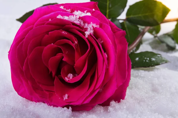 Seviyorum. St. Valentine's Day. Kar üzerinde güzel bir gül