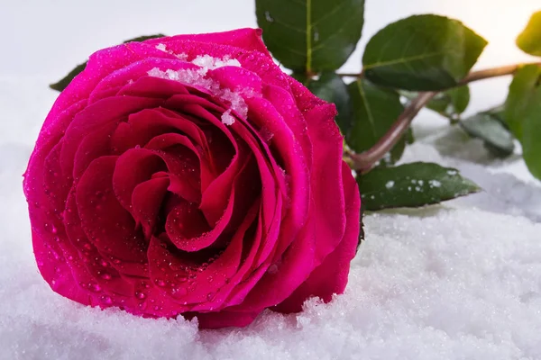 Amor. Día de San Valentín. Una hermosa rosa en la nieve — Foto de Stock