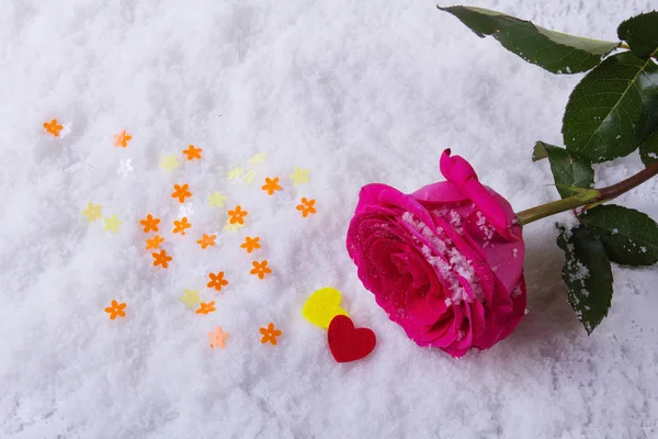 Miłość. Dzień św. Piękna róża na śniegu. — Zdjęcie stockowe