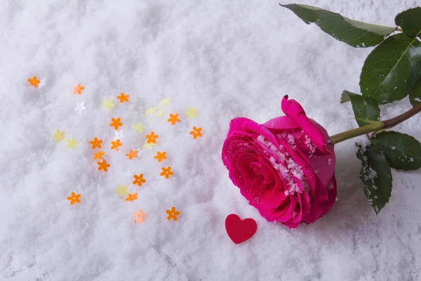 Miłość. Dzień św. Piękna róża na śniegu. — Zdjęcie stockowe