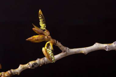 Çiçek açması kavak şube. Yaban hayatı. Bahar uyanış
