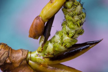 Çiçek açması kavak şube. Yaban hayatı. Bahar uyanış