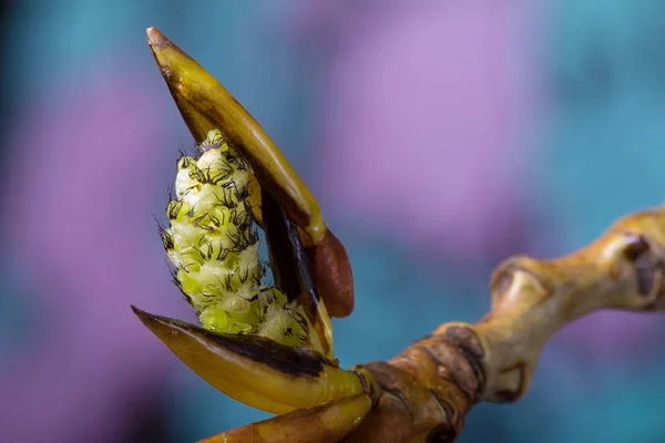 Der blühende Pappelzweig. Wildtiere. Frühlingserwachen — Stockfoto