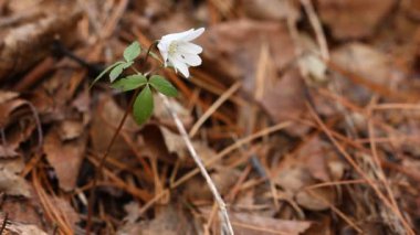 Vahşi doğa. Bahar ahşap. Sibirya doğası.
