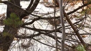 Vahşi doğa. Bahar ahşap. Sibirya doğası.