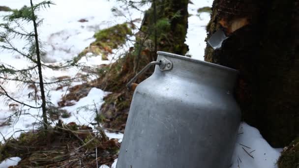 Birch sap. Tree tears. Spring wood. — Stock Video