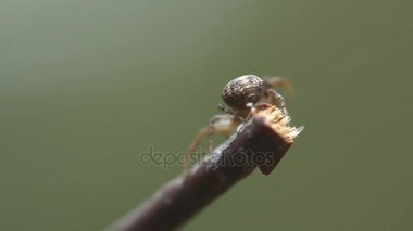 Bir web spin örümcek. Böcekler bahar ahşap.