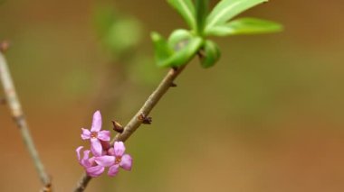 Leylak çiçeği. Parlak bahar ahşap boyalar