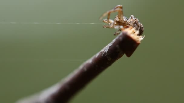 Spinne, die ein Netz spinnt. Insekten im Frühlingswald. — Stockvideo