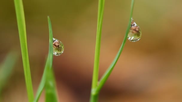 Dew drop på ett gräs. Vinden blåser bort dagg. Morgon i våren trä. — Stockvideo