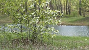 Sibirya'da sıcak soğuk kıştan sonra bahar günler. Soğuk kış sonra doğanın uyanış.