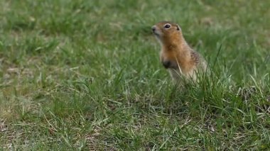 Gopher sonra hazırda bekleme. Gopher tohumu yiyor. Yaban hayatı.