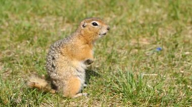 Gopher sonra hazırda bekleme. Gopher tohumu yiyor. Yaban hayatı.