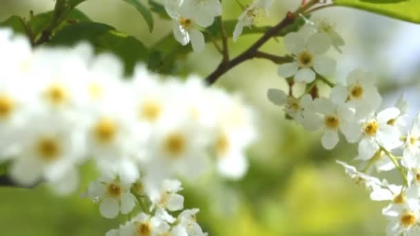 Warm spring days after cold winter in Siberia. Awakening of the nature after cold winter. — Stock Video