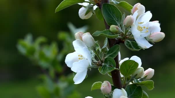 Chaud printemps jours après hiver froid en Sibérie. Réveil de la nature après un hiver froid . — Video