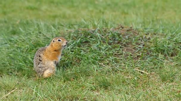 Gopher efter viloläge. En gopher äter frön. Vilda djur. — Stockvideo