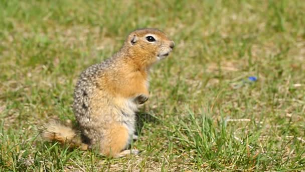 Gopher after hibernation. The gopher eats seeds. Wildlife. — Stock Video