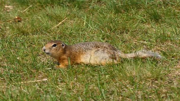 Gopher 后休眠状态。地鼠吃种子。野生动物. — 图库视频影像