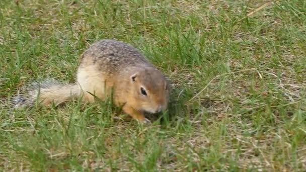 Gopher après l'hibernation. Le gopher mange des graines. Faune .