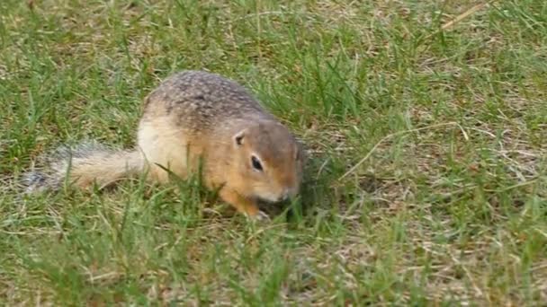 Gopher 后休眠状态。地鼠吃种子。野生动物. — 图库视频影像