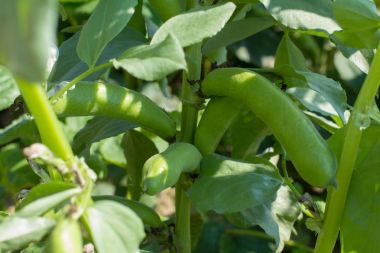Fasulye ürün. Hasat. Tarım. Bitkisel protein kadar büyümeye. Gıda
