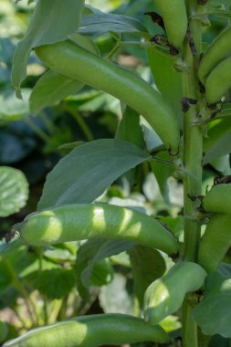 Fasulye ürün. Hasat. Tarım. Bitkisel protein kadar büyümeye. Gıda