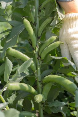 Fasulye ürün. Hasat. Tarım. Bitkisel protein kadar büyümeye. Gıda