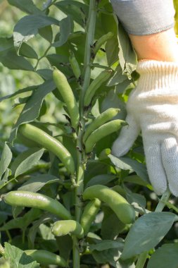 Fasulye ürün. Hasat. Tarım. Bitkisel protein kadar büyümeye. Gıda
