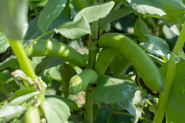 Fasulye ürün. Hasat. Tarım. Bitkisel protein kadar büyümeye. Gıda