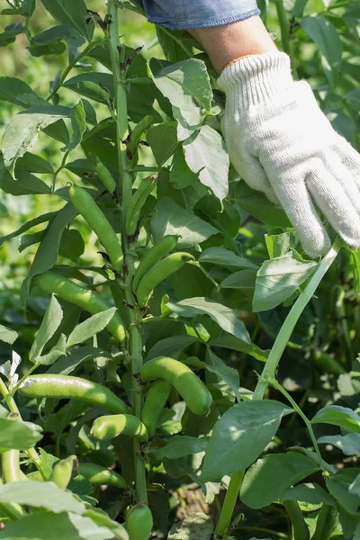 Fasulye ürün. Hasat. Tarım. Bitkisel protein kadar büyümeye. Gıda