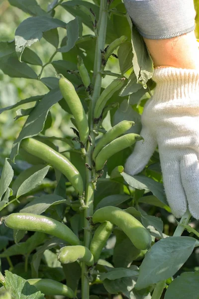 Fasulye ürün. Hasat. Tarım. Bitkisel protein kadar büyümeye. Gıda